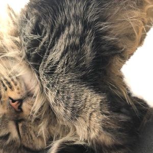 Meet your Posher, Sydney